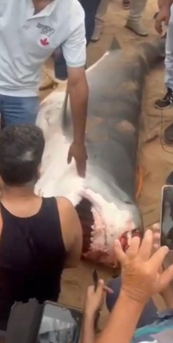 Authorities say the shark was captured and transferred to a laboratory 