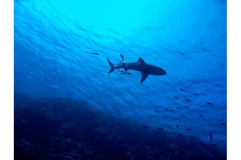 shark