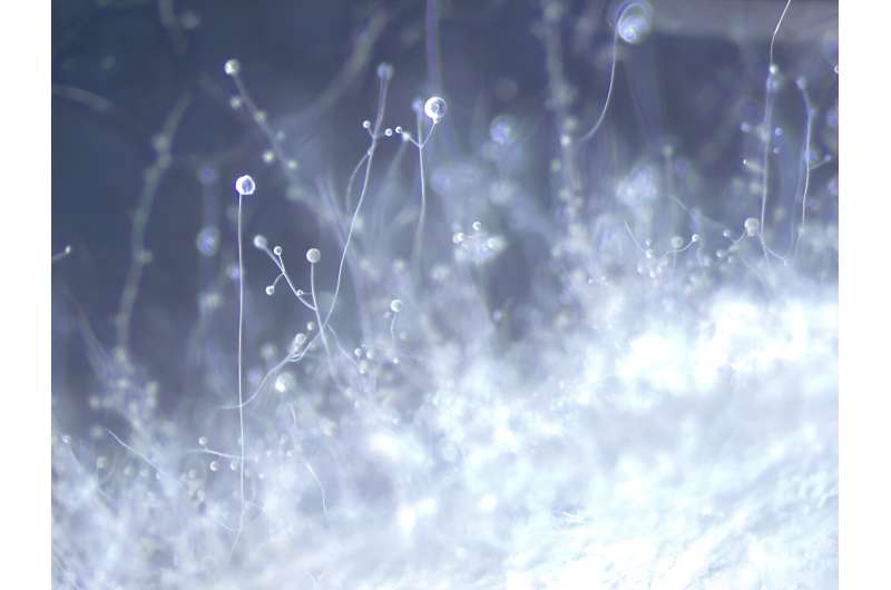 Top 10 plant and fungal species named new to science in 2023 