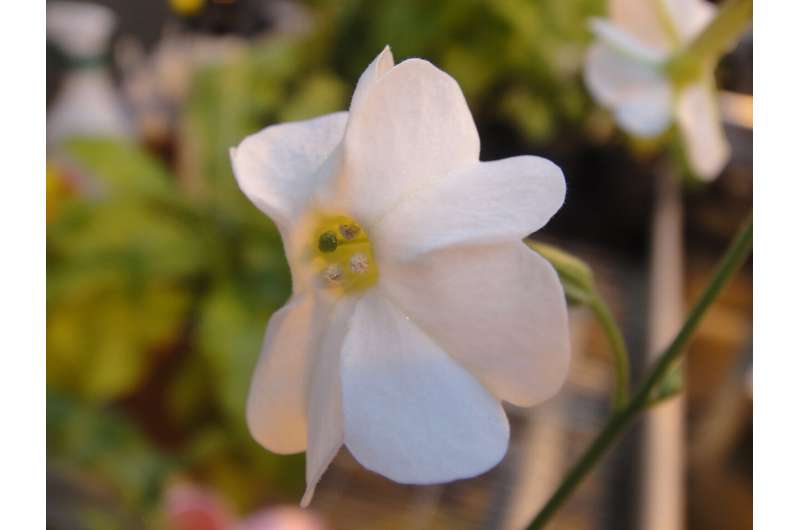 Top 10 plant and fungal species named new to science in 2023 