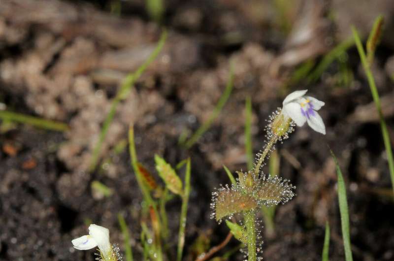 Top 10 plant and fungal species named new to science in 2023 
