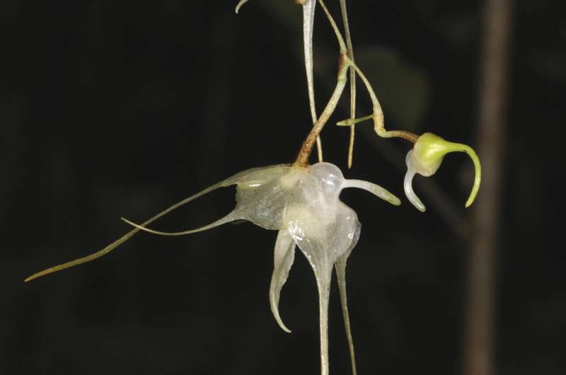 Top 10 plant and fungal species named new to science in 2023