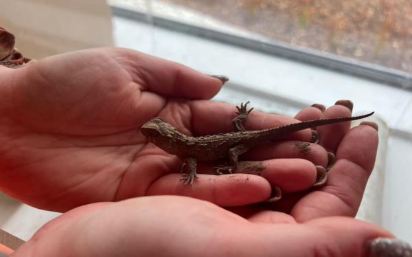 One of four baby tuatara discovered this week in Invercargill. It was a 