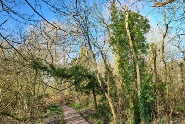 Early spring trees and boardwalk, Fletcher Moss, Didsbury, Manchester, England, UK.; Shutterstock ID 1676004142; purchase_order: -; job: -; client: -; other: -